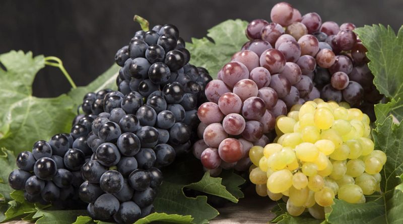 Grappoli d'uva. L'uva è l'ingrediente caratterizzante delle birre Italian Grape Ale o IGA