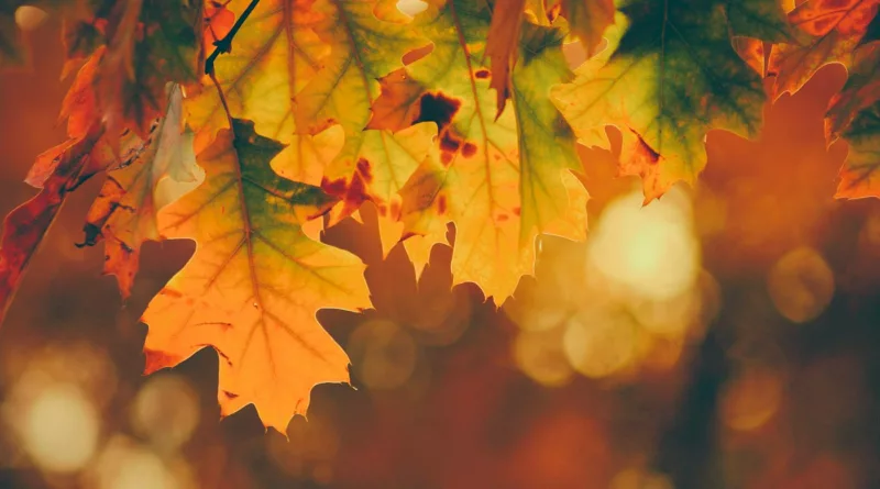 Foglie e colori dell'autunno