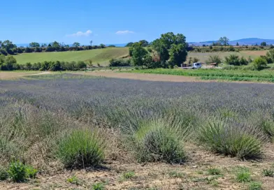 I campi di lavanda di Podere Pereto nella campagna di Rapolano Terme, in Toscana.