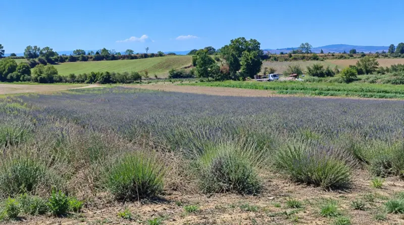 I campi di lavanda di Podere Pereto nella campagna di Rapolano Terme, in Toscana.